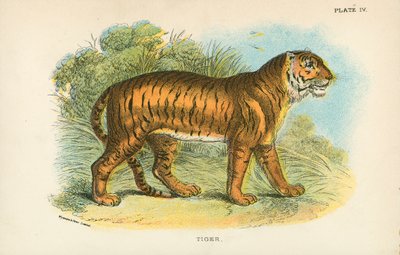 Tiger von English School